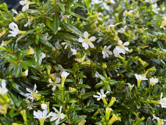 Live FLORIGLORY MARIA CUPHEA in Bloom 4-7 Flower Plants - Etsy