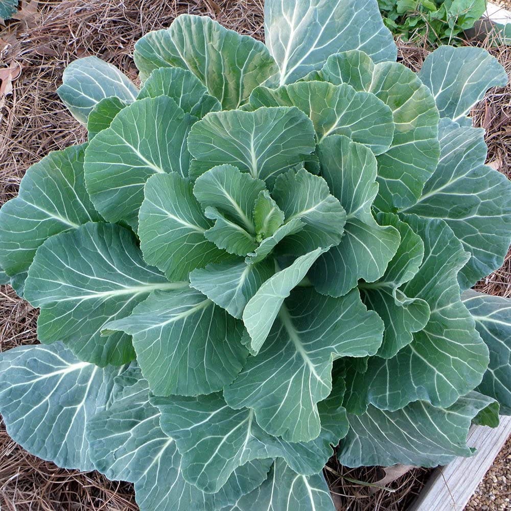 Three 3 Live Collard Greens Plants Spring garden Seedlings Etsy