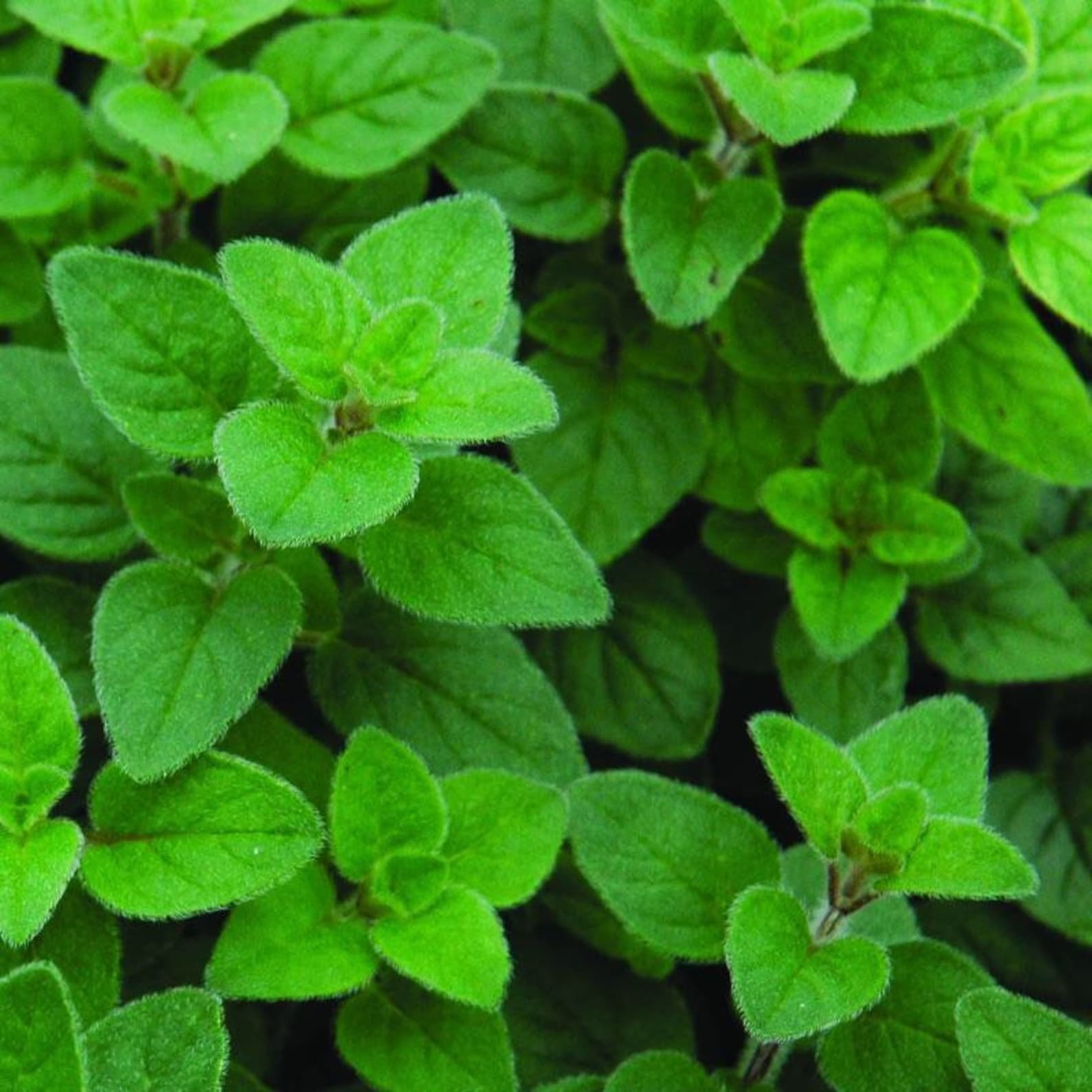 Live Italian Oregano Herb Plants Spring garden Seedlings Etsy