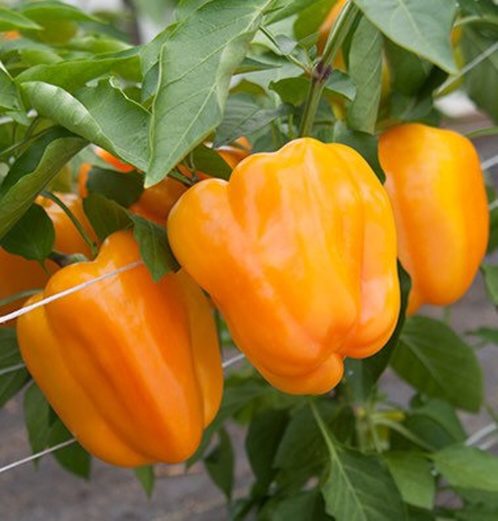 Three 3 Live ORANGE BELL Pepper Plants Spring garden Etsy