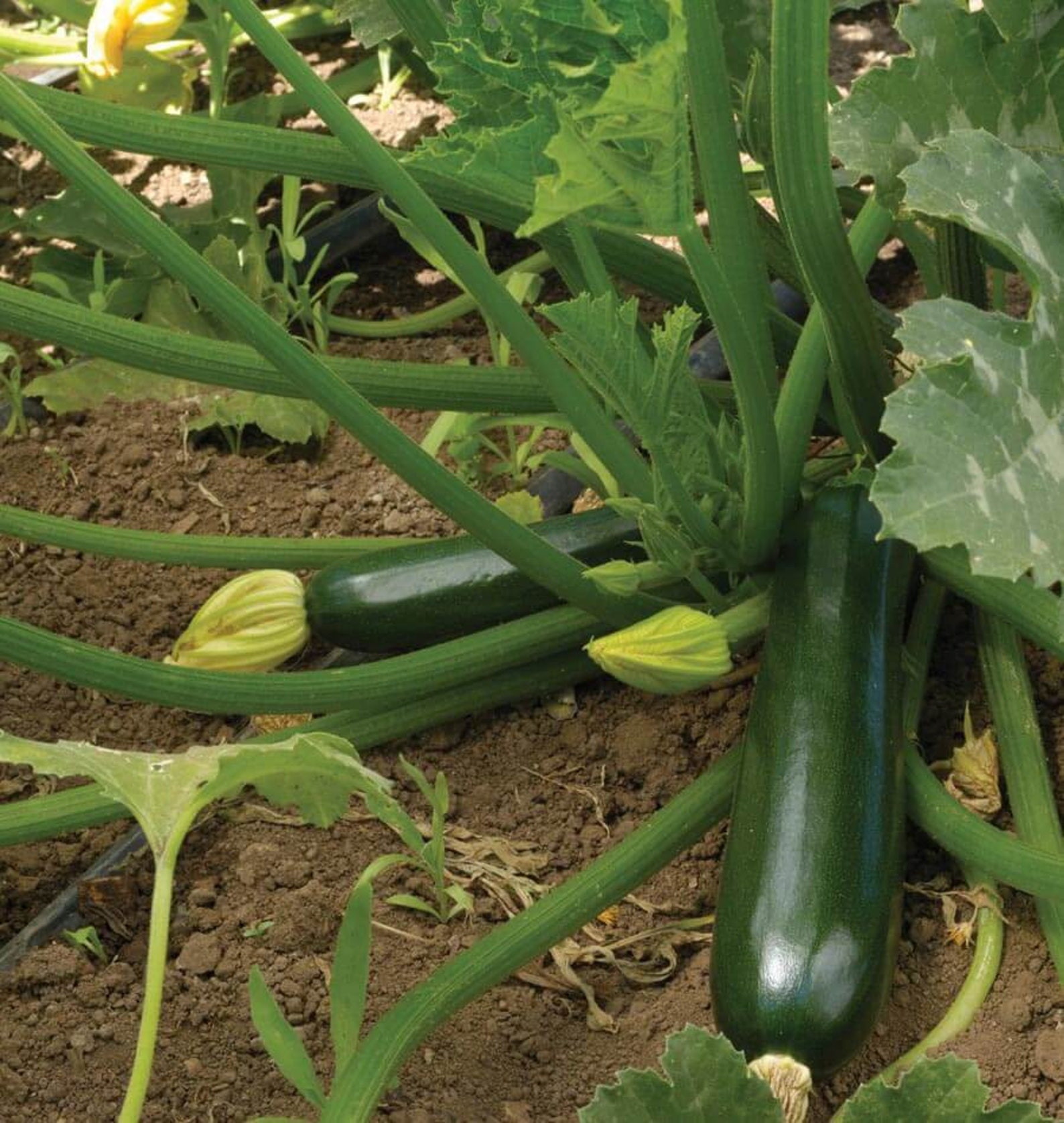 4 Live BLACK BEAUTY ZUCCHINI Squash Plants 46 Spring Etsy