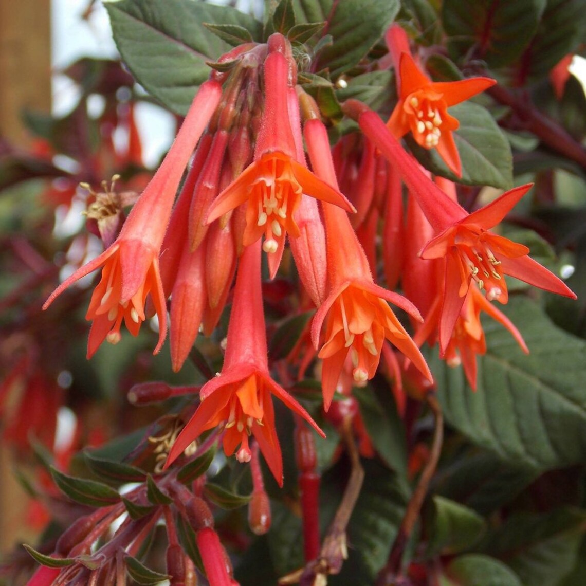 Live GARTENMEISTER FUCHSIA In Bloom 712 Flower Plants Etsy
