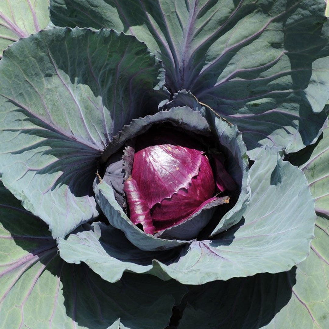 Ruby Red Cabbage Three (3) Live RED RUBY Cabbage Fall Garden - Etsy