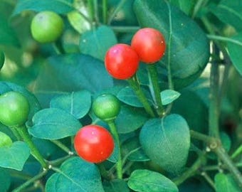 Live CHILTEPIN Pepper 8-13” in bloom Plant Spring garden Seedlings