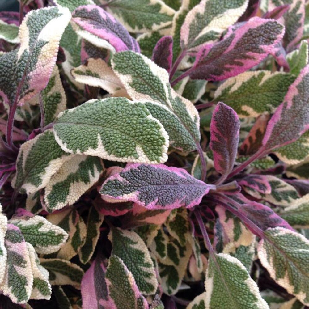 Live TRICOLOR SAGE Variegated Perennial Herb Plants Spring Etsy