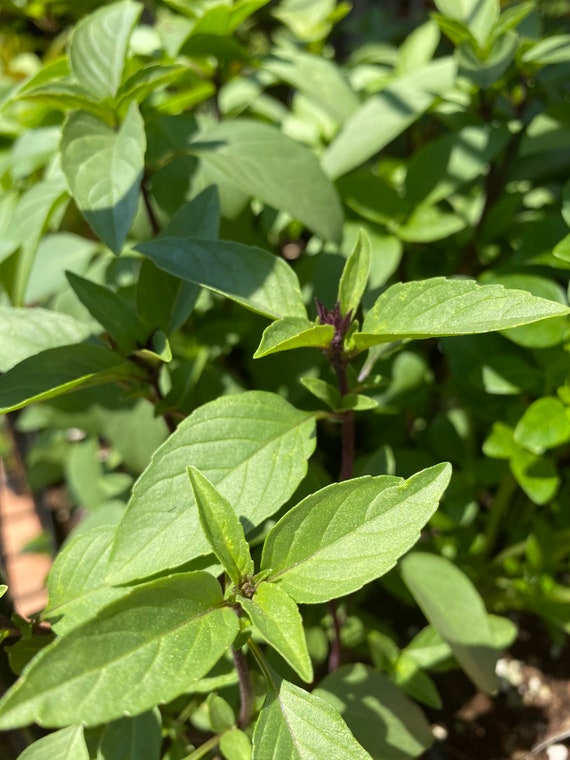 4 Live THAI BASIL 713 Herb Plants Spring garden Seedlings Etsy