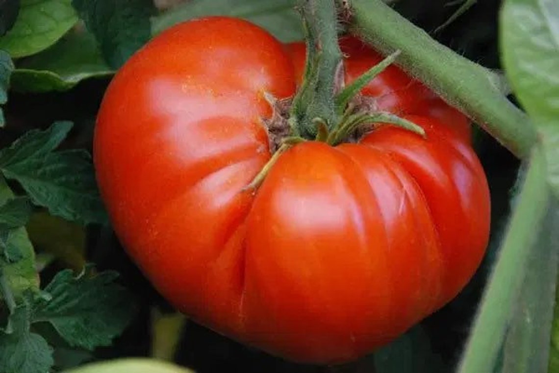 3 Live RED BEEFSTEAK / Red Ponderosa Tomato 58 Plants Spring Etsy