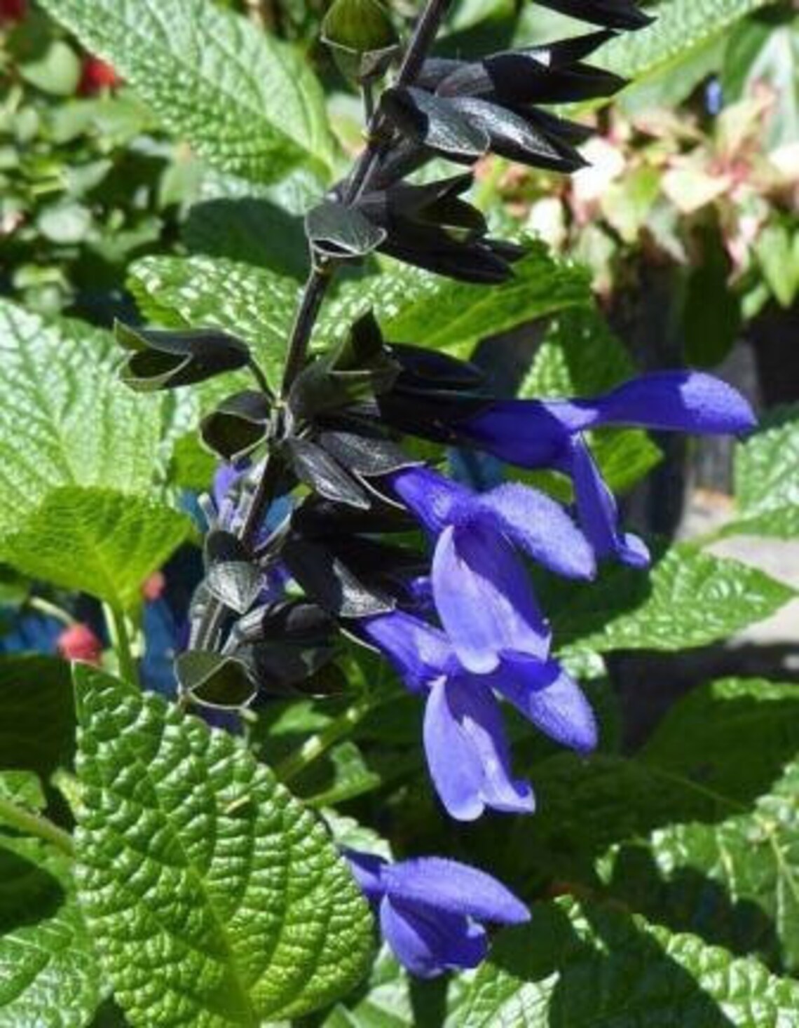 Live SALVIA BLACK and BLOOM In Bloom 612 Flower Plants Etsy