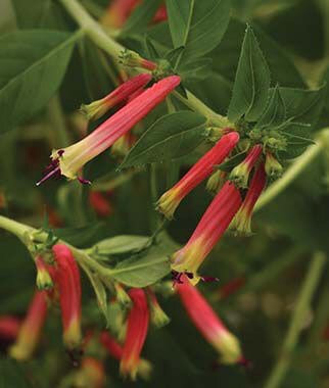 Live HONEYBELLS CUPHEA in Bloom 712 Flower Plants Etsy