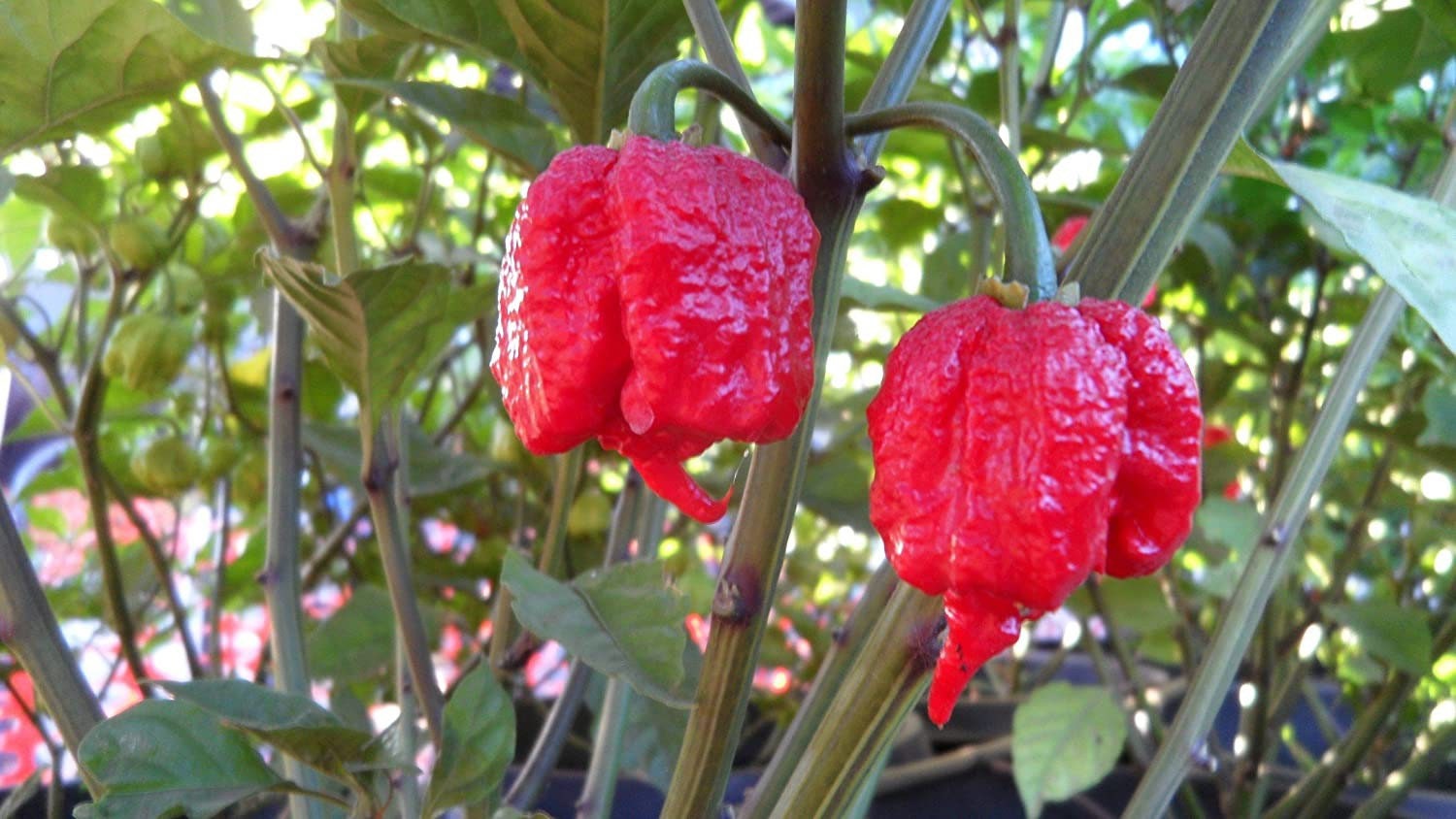 carolina reaper plant not producing carolina reaper plant not producing