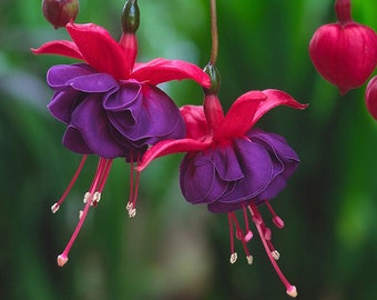 Live DARK EYES FUCHSIA Purple/Red In Bud 6-9” double petal Flower Plants Spring garden