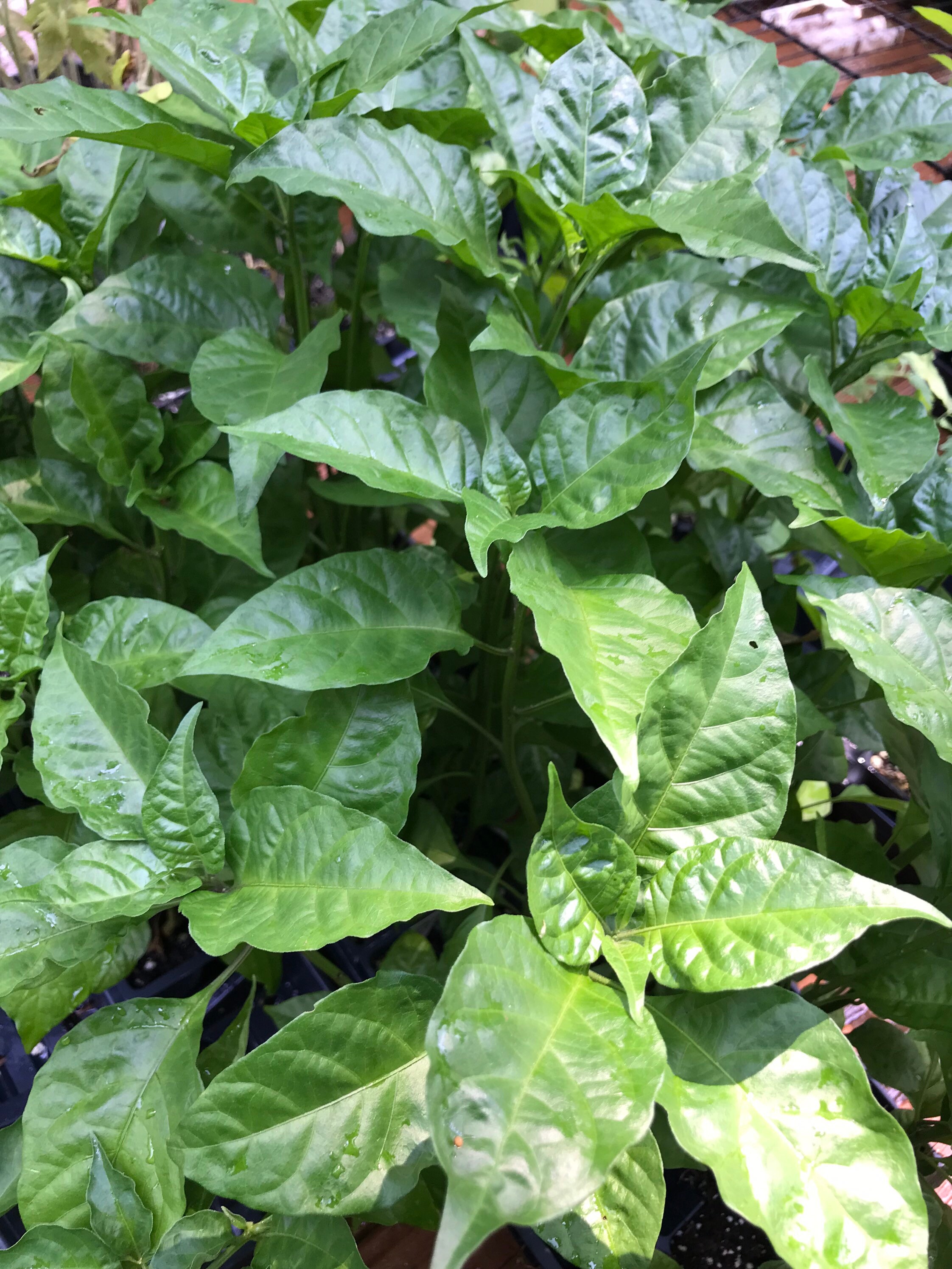 carolina reaper pepper plants for sale carolina reaper pepper plants for sale