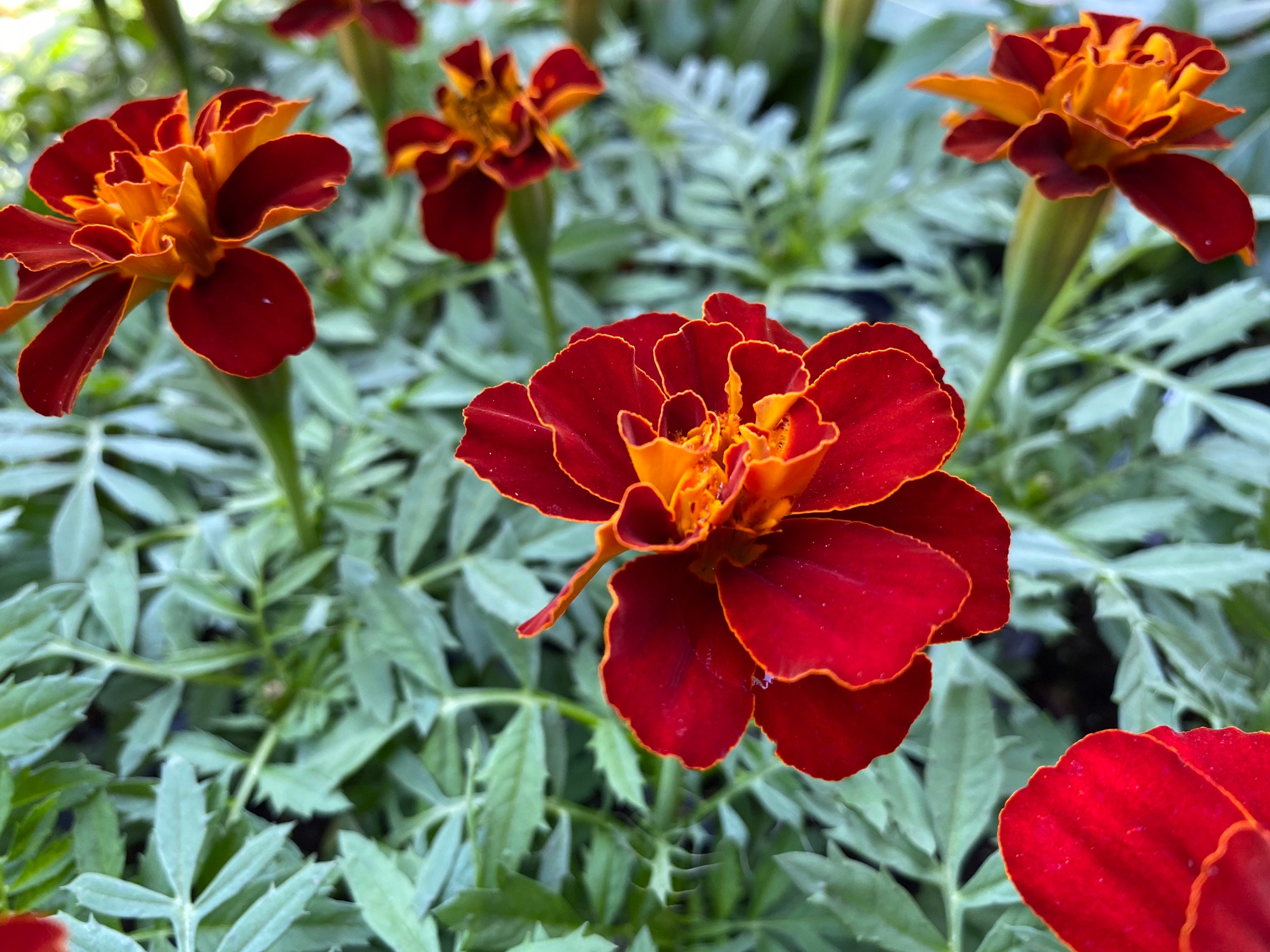 2 Live DURANGO RED MARIGOLD large In Bloom 67 Flower Etsy