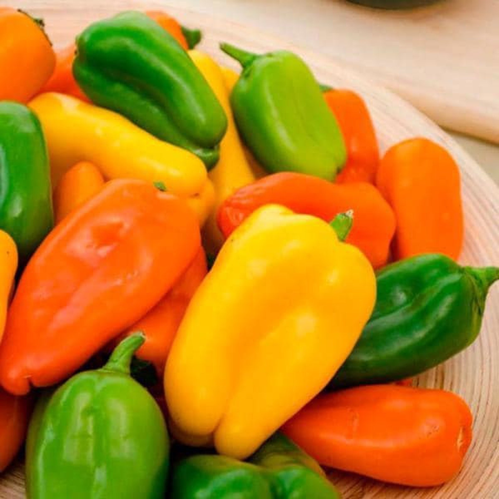 2 Live SWEET MINI Bell Pepper RAINBOW Mix Yumyum 46 in Bloom Etsy