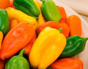 Three (3) Live Lunchbox SWEET MINI Bell Pepper RAINBOW Mix “Yum yum” 5-8” Plants Seedlings yum yum