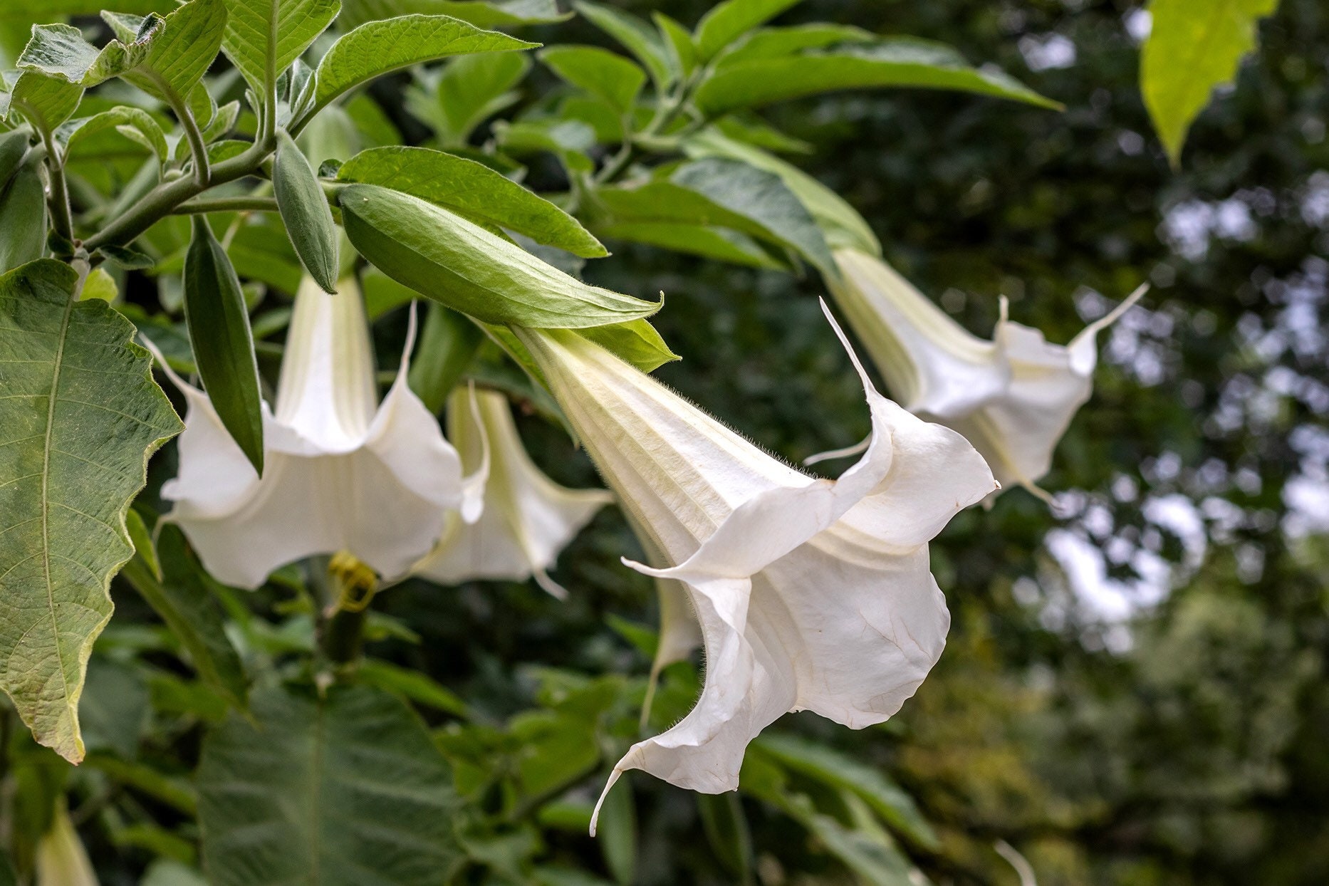 Live ANGELS TRUMPET White DATURA Angels Trumpet 1317 in Etsy