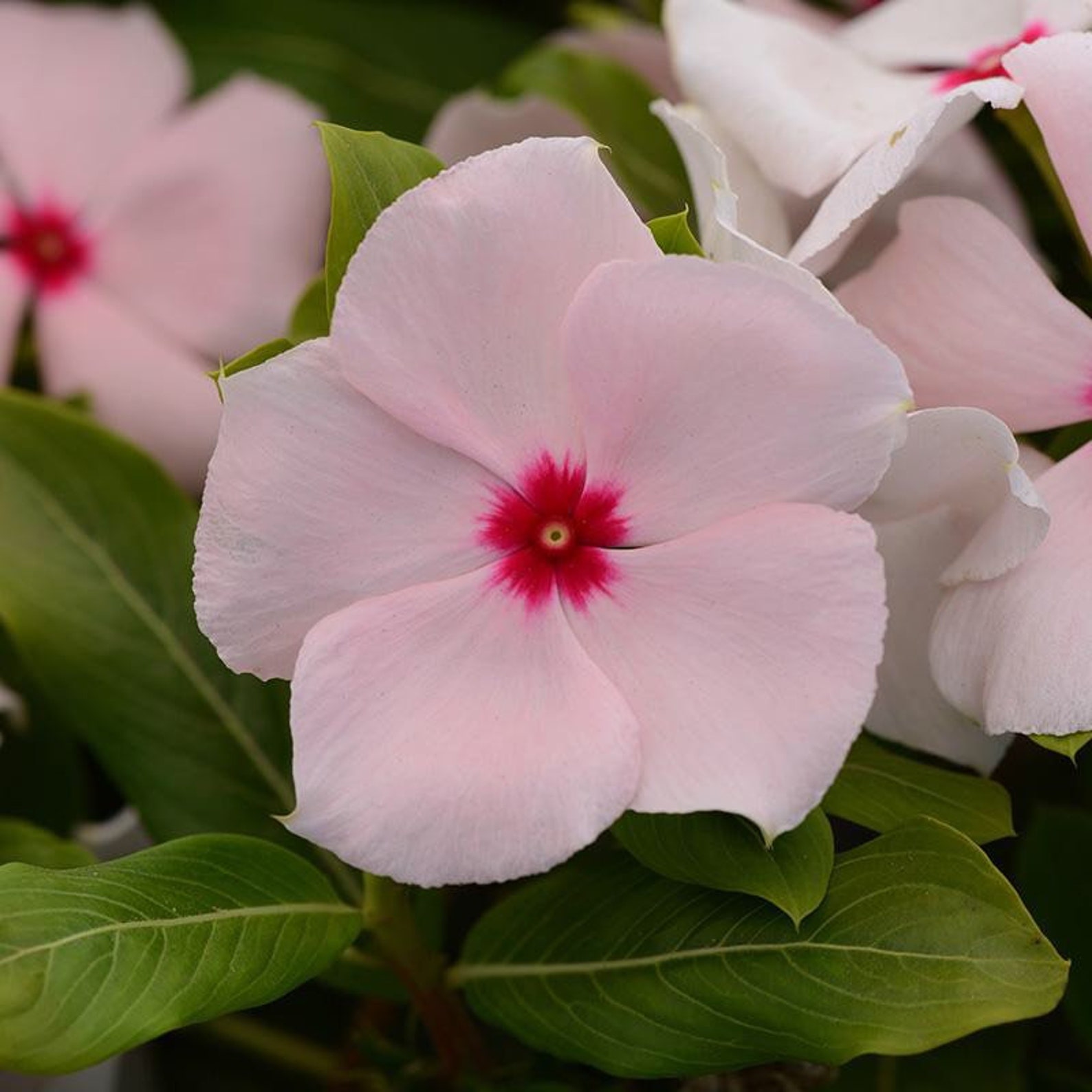 Live VINCA APRICOT In Bloom 35 Flower Plants Spring Etsy