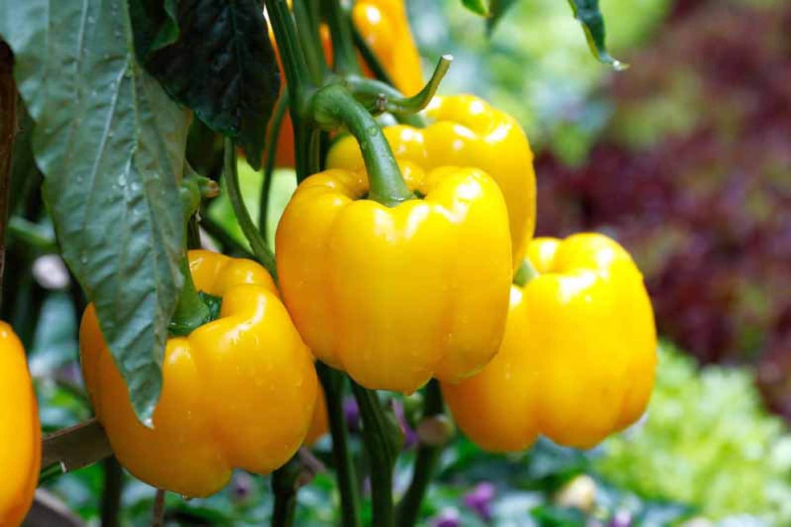 Yellow bell pepper plant