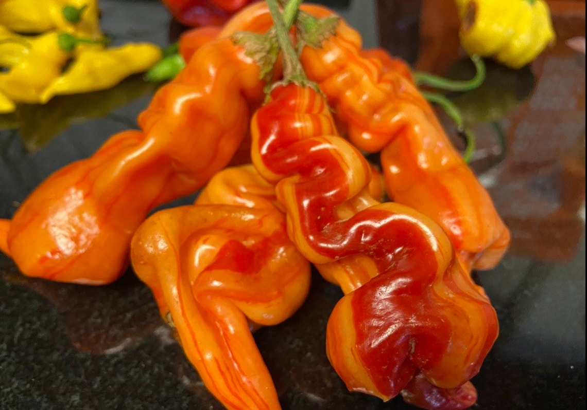 2 Live SUGAR RUSH BACON Striped/candy cane Pepper Plants Etsy