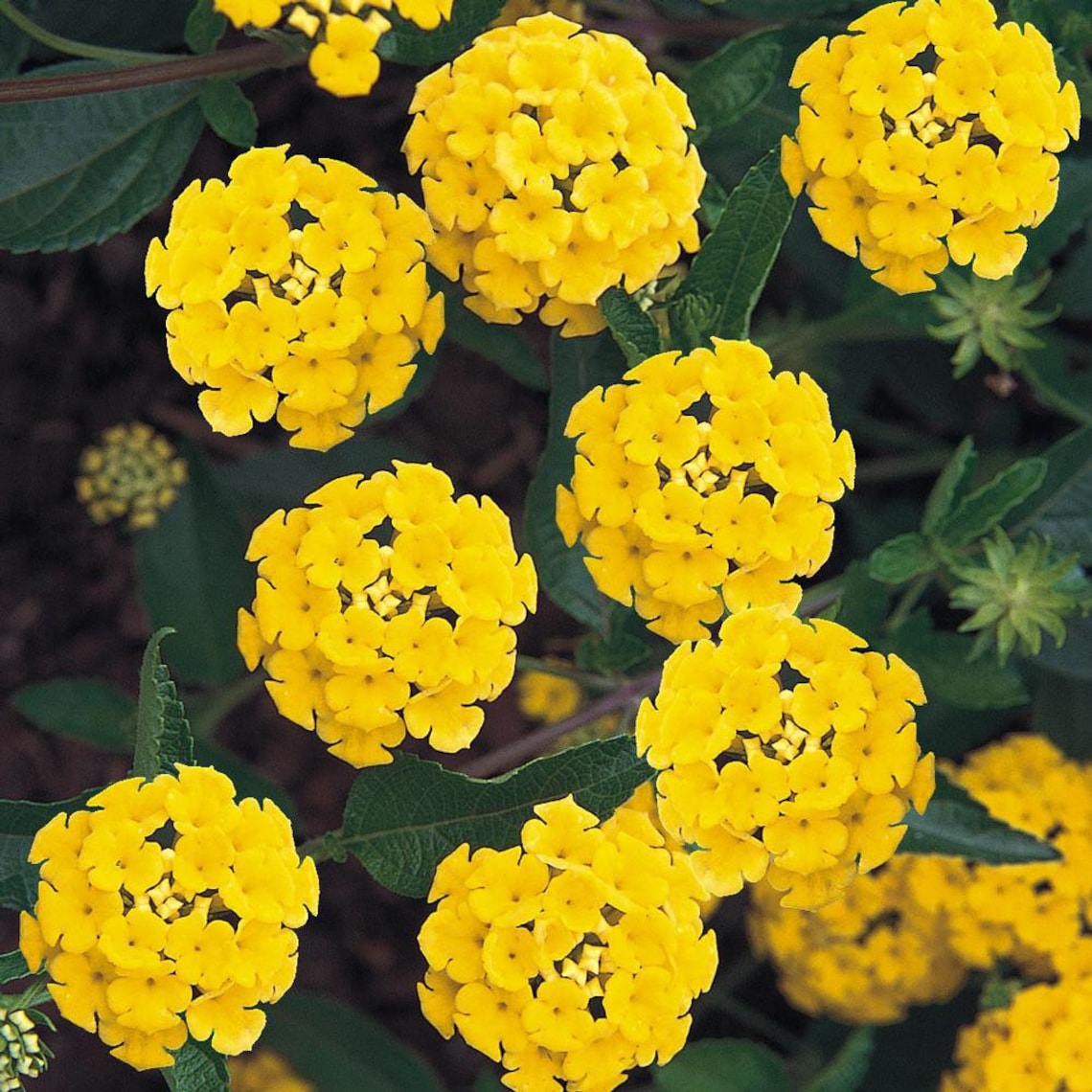 Live LANTANA LUCKY YELLOW In Bloom 48 Flower Plants Etsy