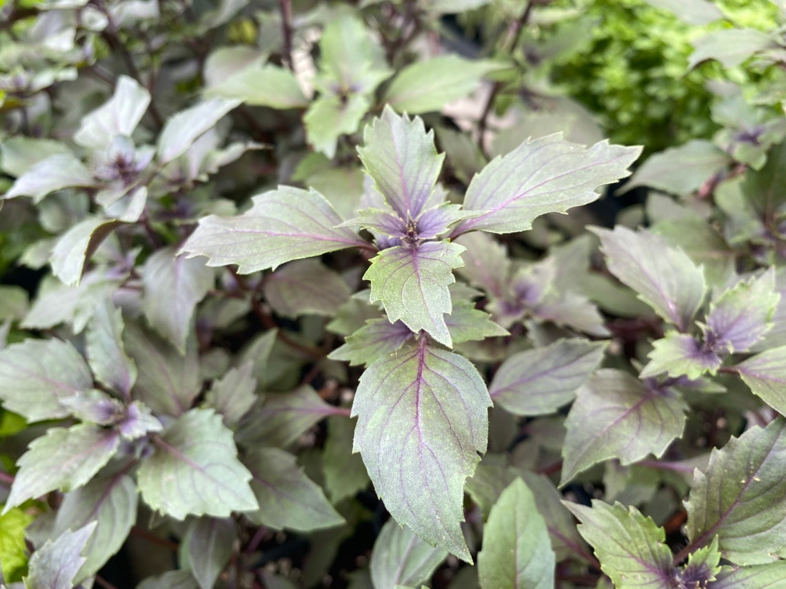 Live Rare WILD MAGIC BASIL 58 Herb Plants Spring garden Etsy