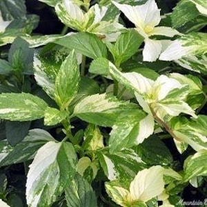 May include: A cluster of variegated mint plants featuring serrated leaves with a mix of deep green, light green, and creamy white patterns. The foliage is dense and textured, with the text Mountain Valley Growers visible in the bottom corner.
