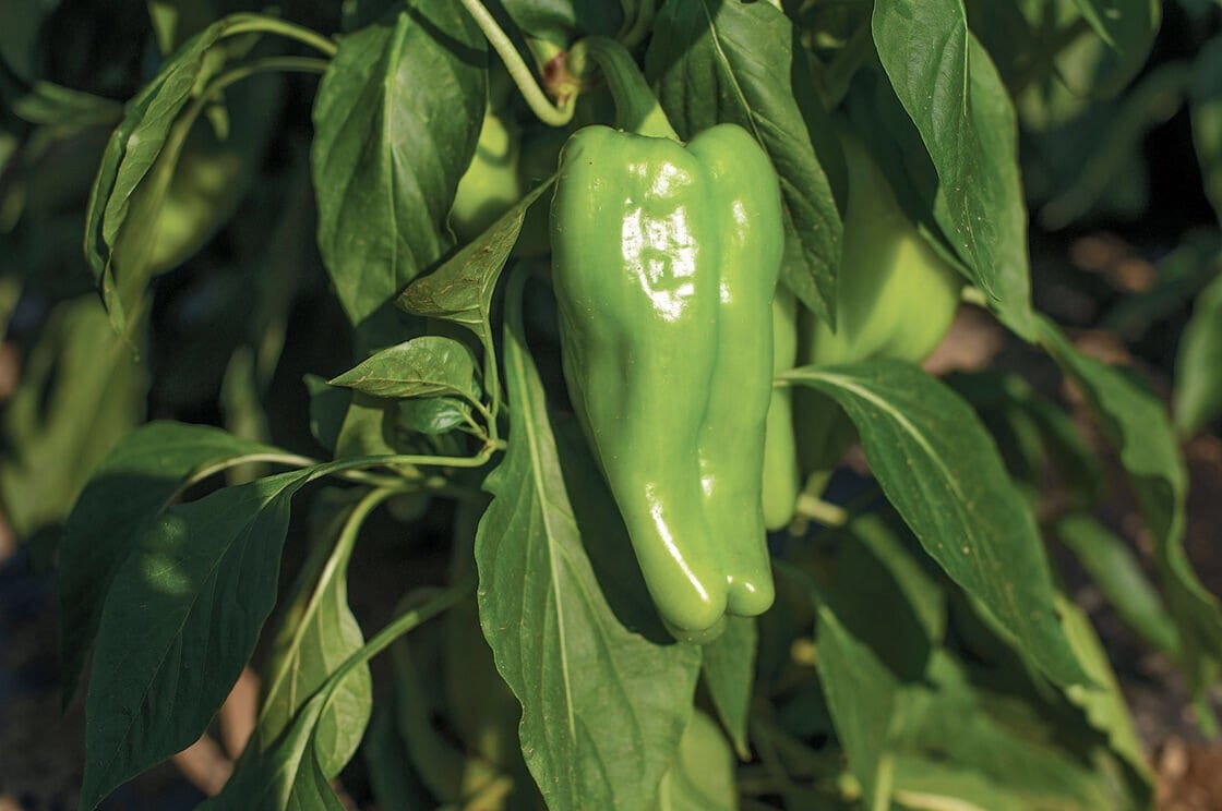 Three 3 Live CUBANELLE Pepper Plants Spring garden Seedlings Etsy