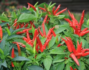 Two (2) Live THAI CHILI Pepper 4-7” Plants Spring garden Seedlings