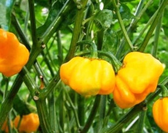 2 Live SCOTCH BONNET Jamaican 7-11” Pepper Plants garden Seedlings