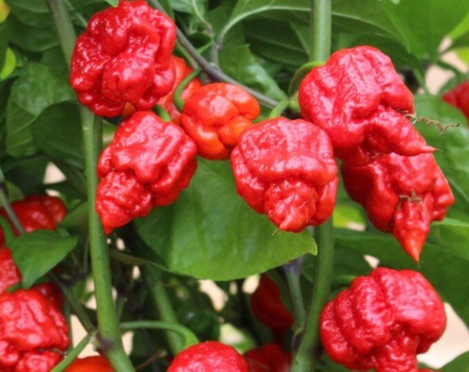 2 Live Armageddon Super Hot 714 Pepper in Bloom Plants Late Etsy