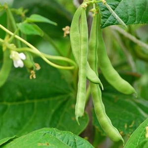 May include: Close-up of fresh green beans growing on a vine. The beans are long and slender, with a vibrant green color. The image also shows green leaves and small white and yellow flowers, indicating a healthy plant.