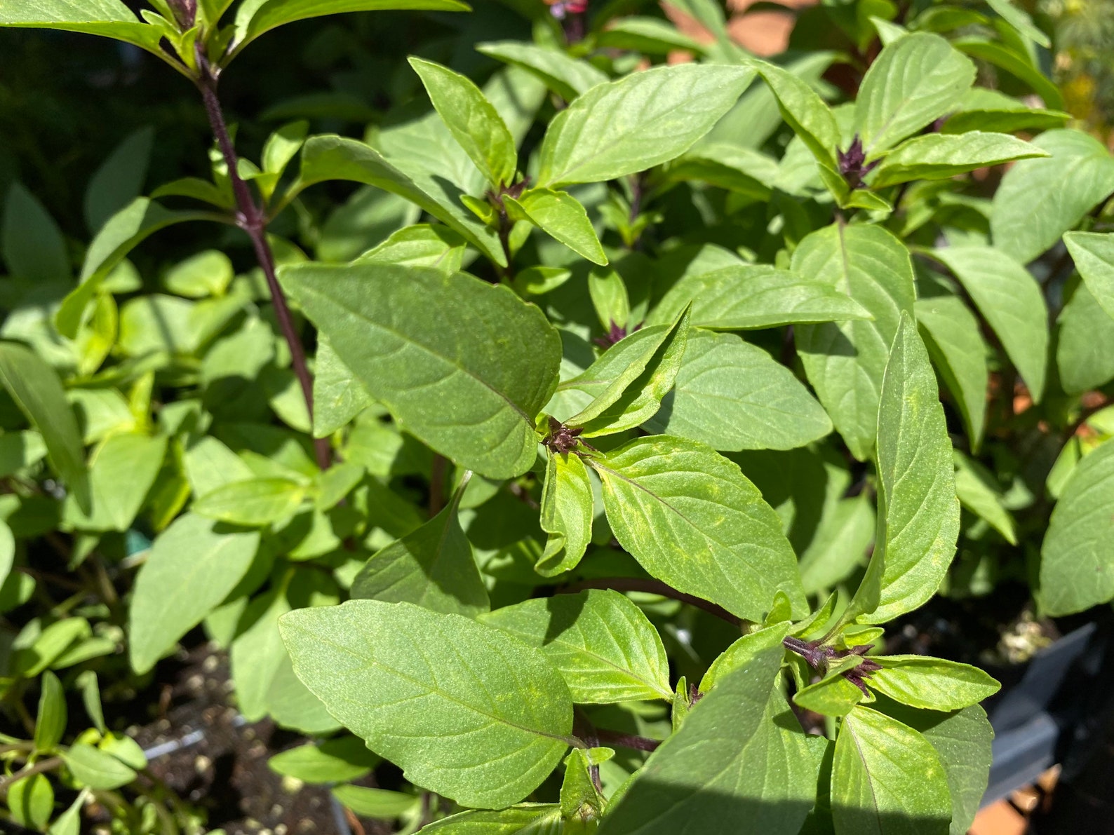 47 Live CINNAMON BASIL Herb Plants Spring garden Seedlings Etsy
