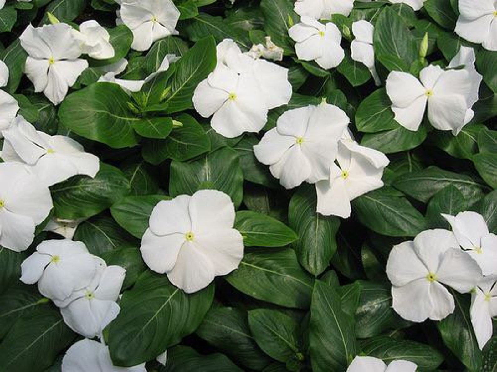 Live VINCA TITAN WHITE In Bloom 35 Flower Plants Spring Etsy