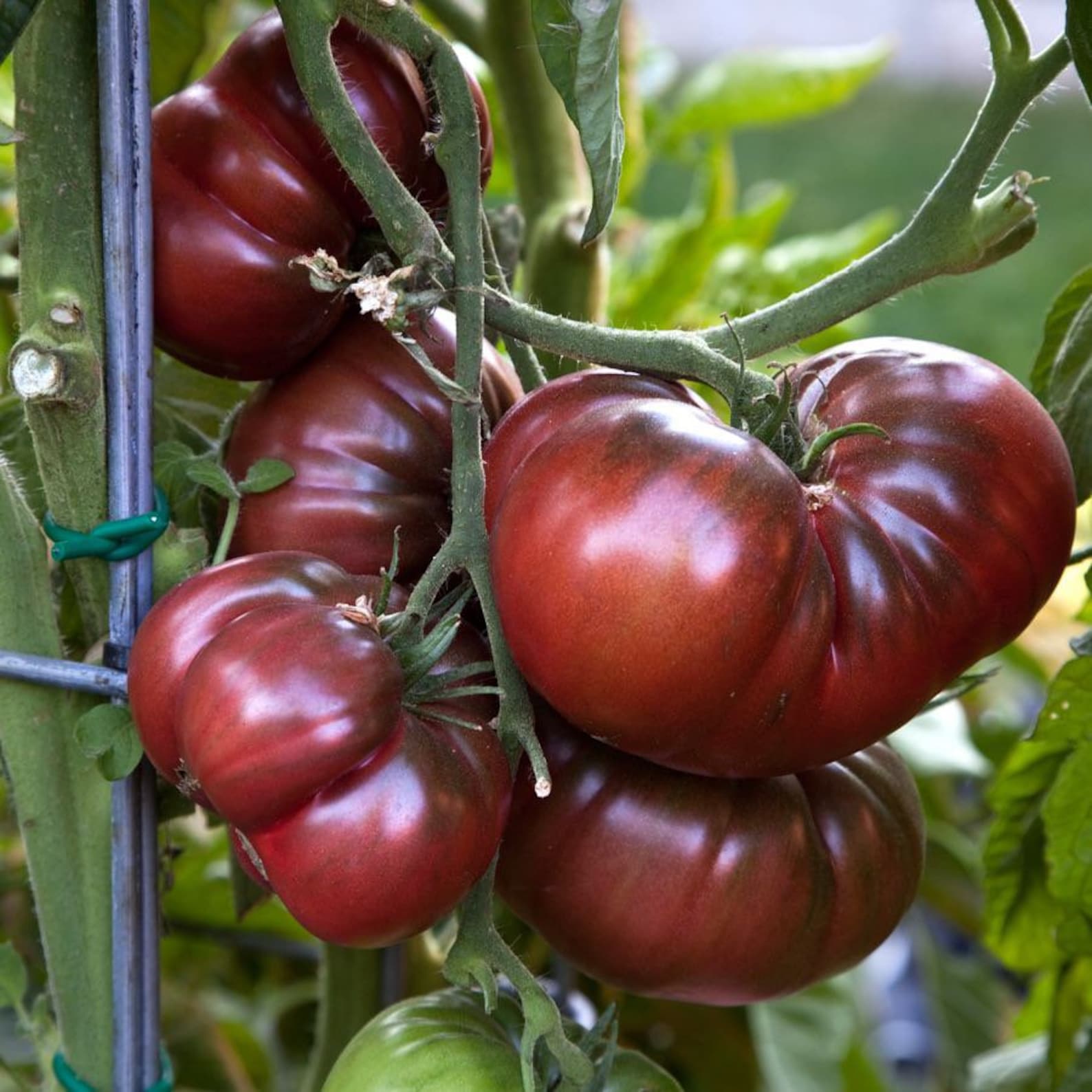 Live 1519 CHEROKEE PURPLE HEIRLOOM Tomato Plants Spring Etsy