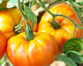 2 Live Pineapple Tomato 5-9” Plants Spring garden Seedlings