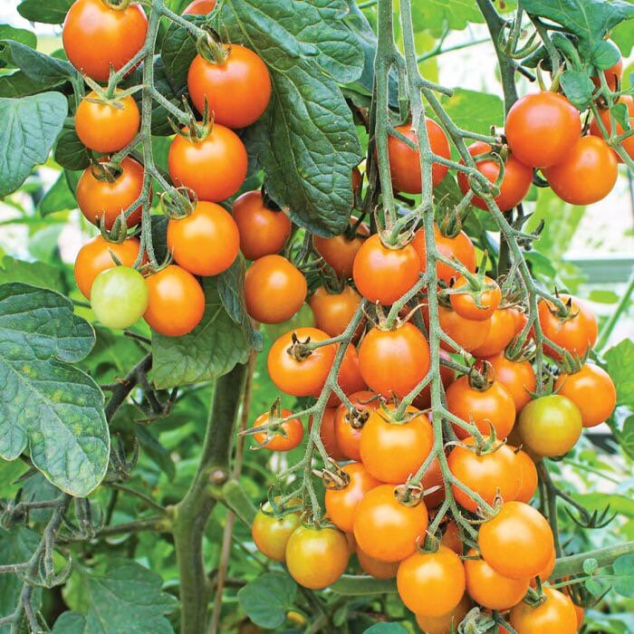 Live 1417 SUNGOLD CHERRY Tomato Heirloom Plants Spring Etsy