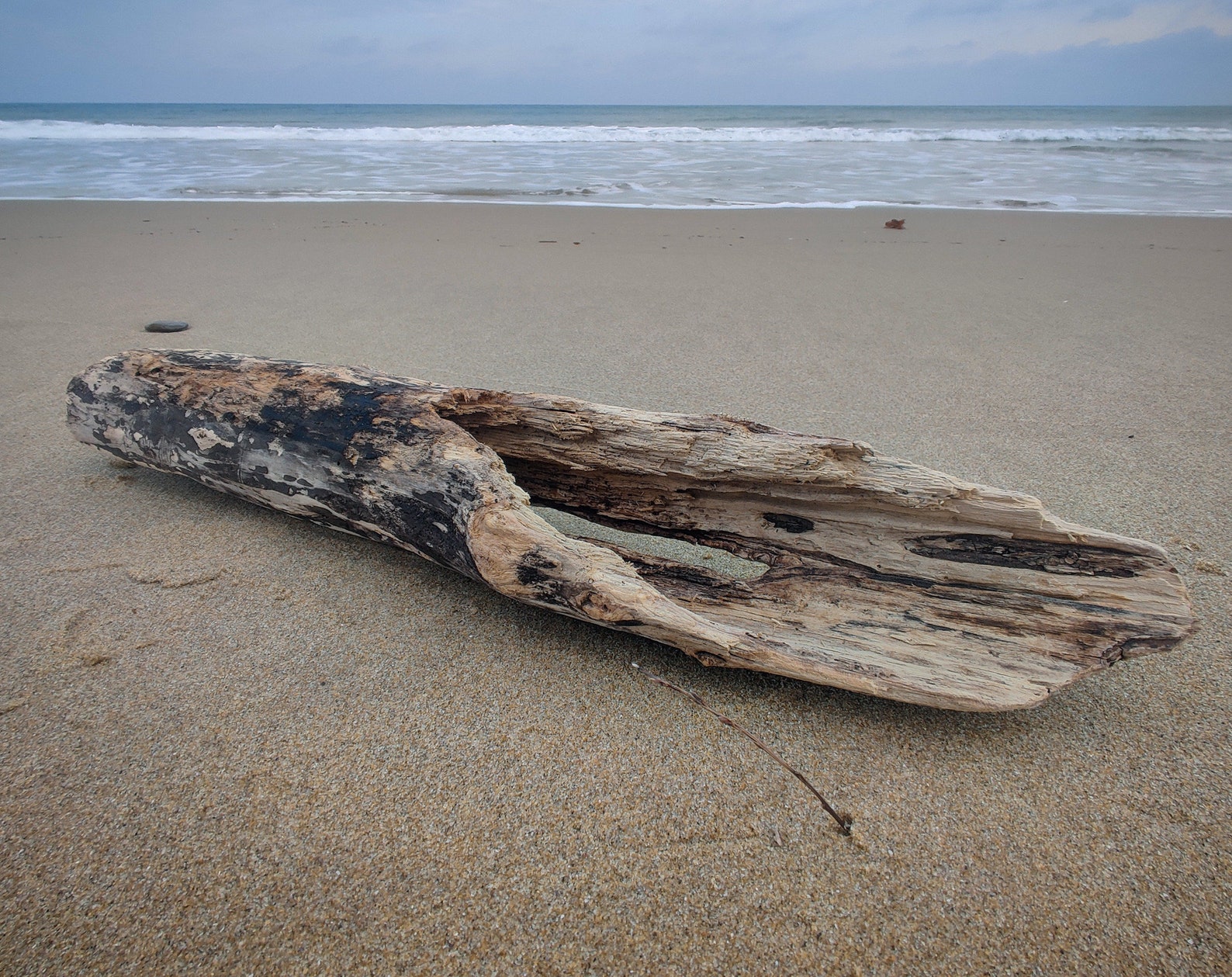 Amazing Large Driftwood Piece 23'' Genuine Beach Wood Etsy