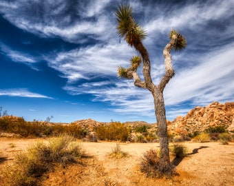 Lone Joshua Tree