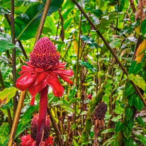 Maui Emperor&#39;s Staff