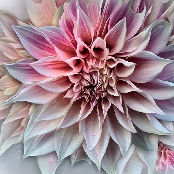 Cafe Au Lait Dahlia with Pink and Violet Tones Giclee Print