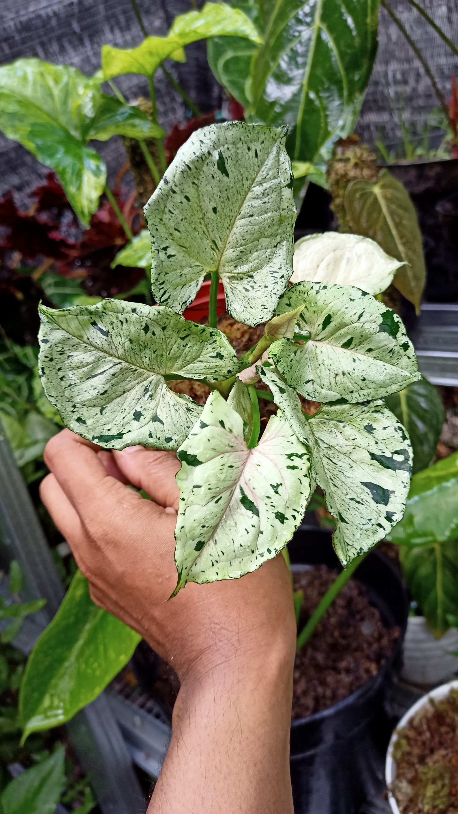 Syngonium Green Splash Healthy Plants Include Phyto Etsy