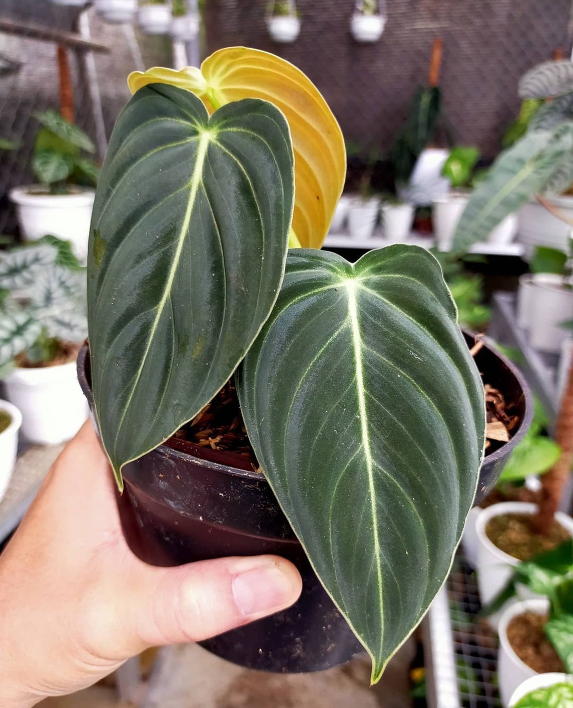 Philodendron Melanochrysum Healthy Plants Include Phyto image 0