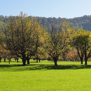 May include: A row of trees with yellow leaves in the fall, against a backdrop of a blue sky and green hills.