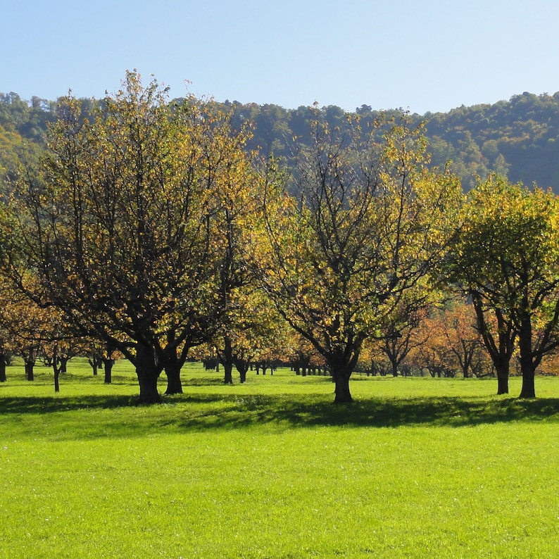 May include: A row of trees with yellow leaves in the fall, against a backdrop of a blue sky and green hills.