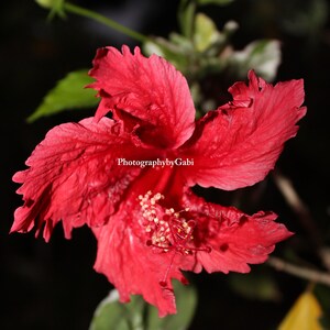 French Polynesian flower