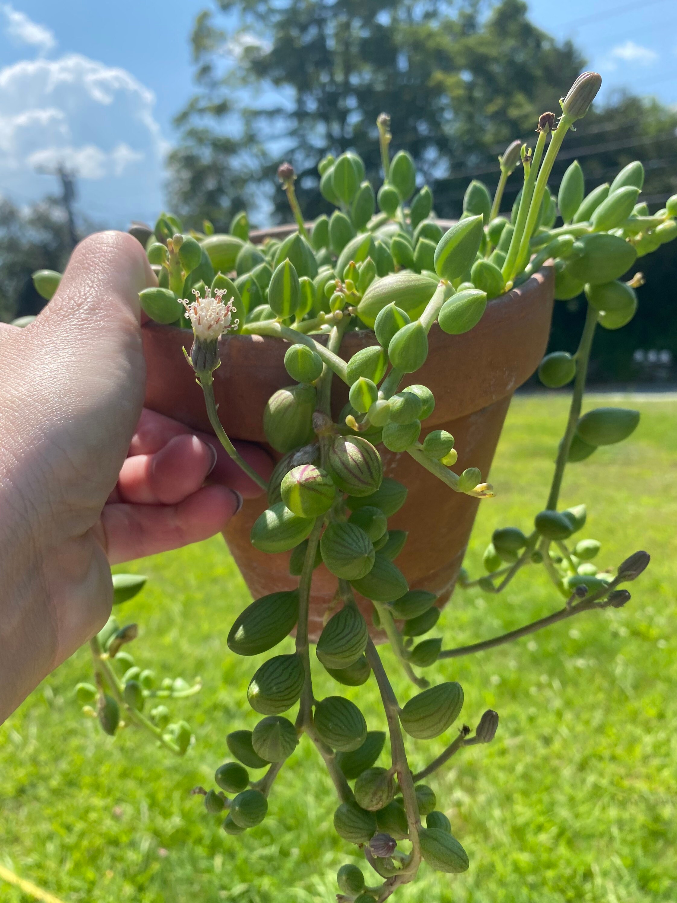 String of Watermelon