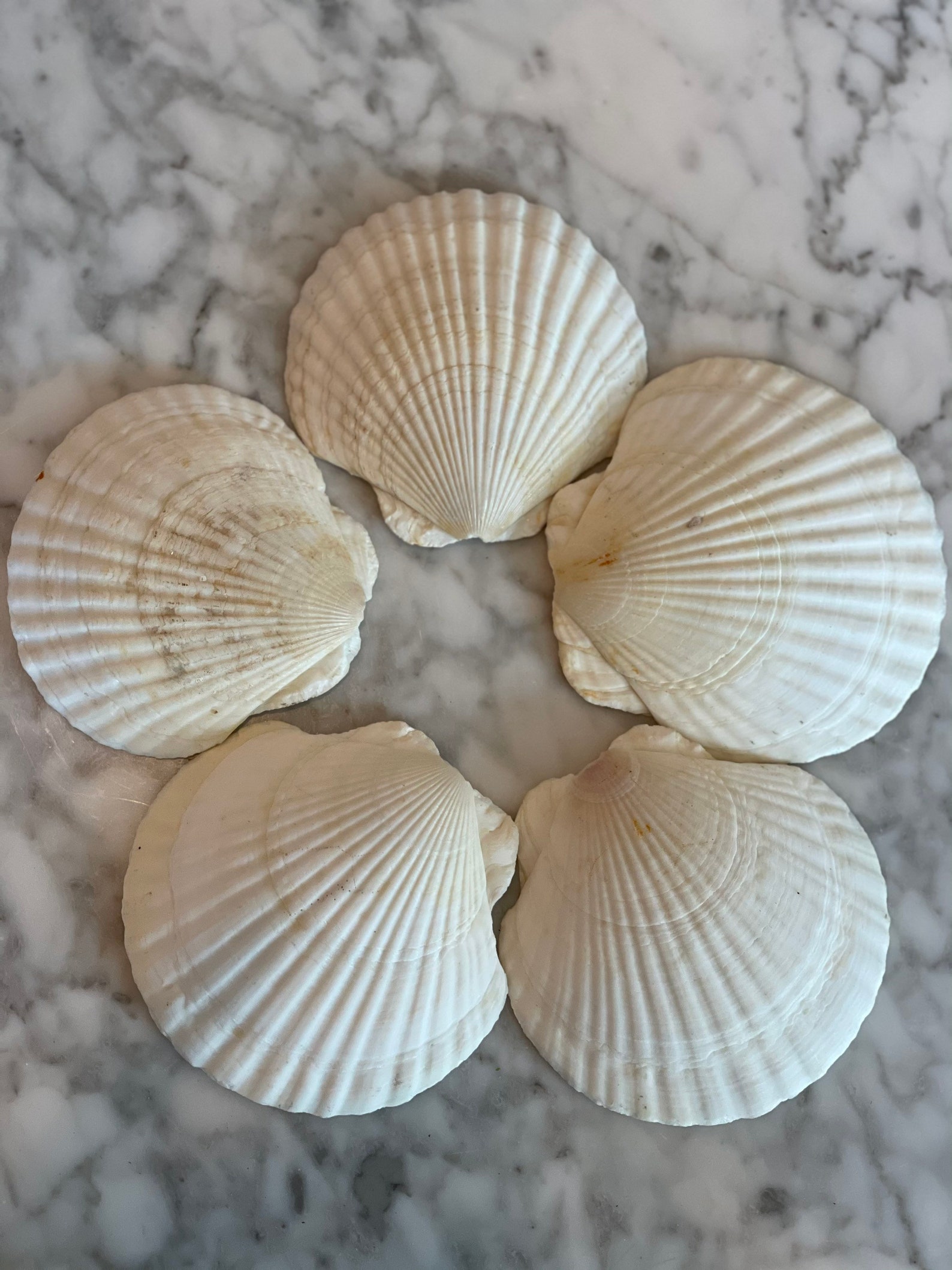 BIG Scallop Shells Real Shell Shellfish Seafood Dish Etsy