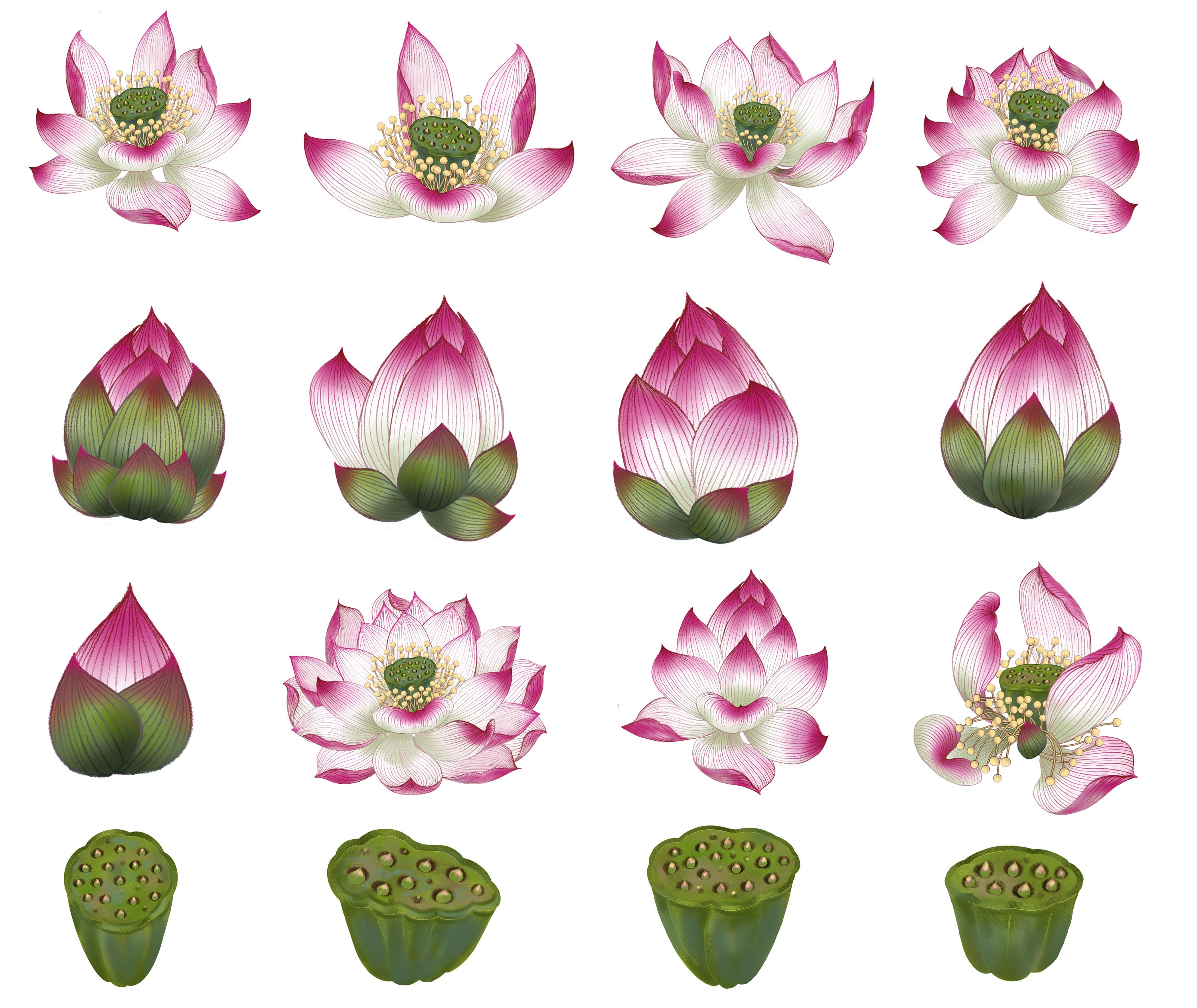 Many types of lotus flowers SVG file Etsy