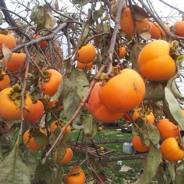 1 Jiro JAPANESE PERSIMMON TREE *live plant* 6-24 inches tall|*grafted* well rooted* sweet fruit*