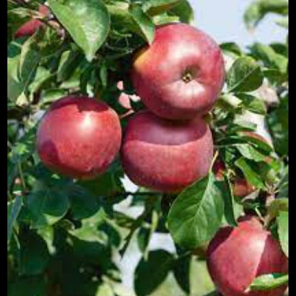 1 ENTERPRISE APPLE TREE *grafted* *live plant/tree* 18-32 inches tall* well rooted* sweet fruit* live fruit tree*